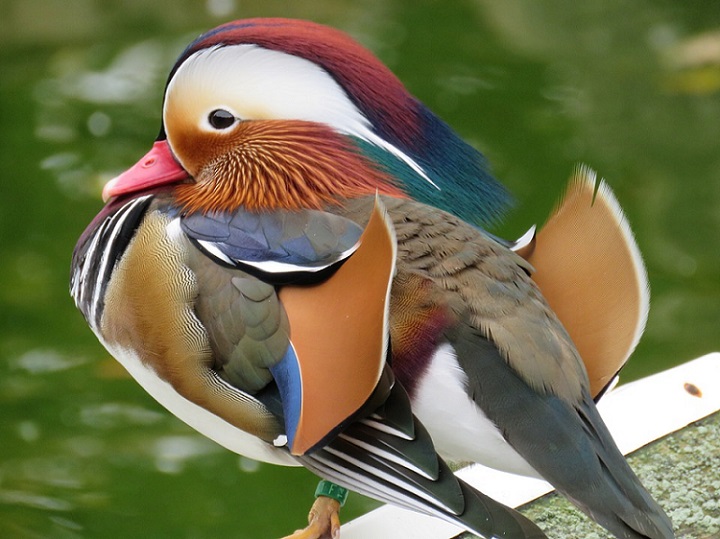 a mandarin duck close-up