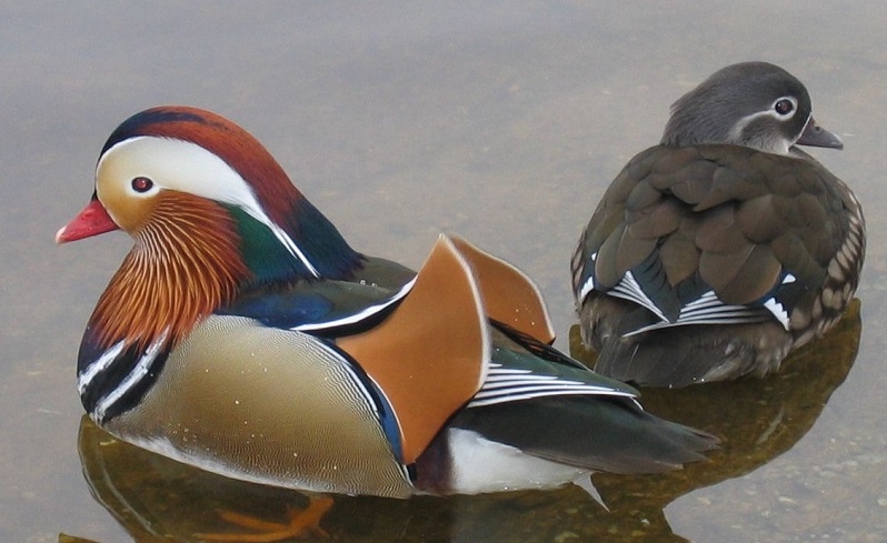 two mandarin ducks on a lake