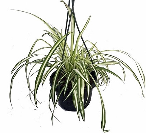 an Ocean Spider Plant in a black pot