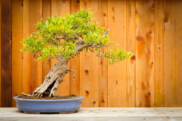 small pomegrenade bonsai tree against wooden background
